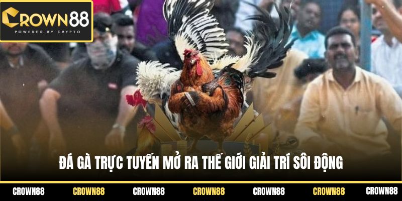 Đá Gà Crown88 1 Đá gà trực tuyến mở ra thế giới giải trí sôi động