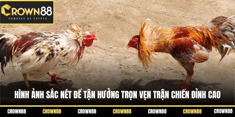 Đá Gà Crown88 3 Hình ảnh sắc nét để tận hưởng trọn vẹn trận chiến đỉnh cao