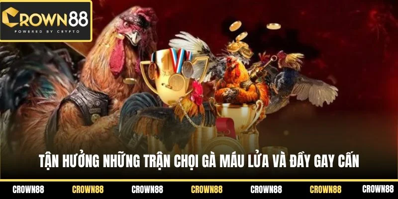 Trang chủ 19 Tận hưởng những trận chọi gà máu lửa và đầy gay cấn